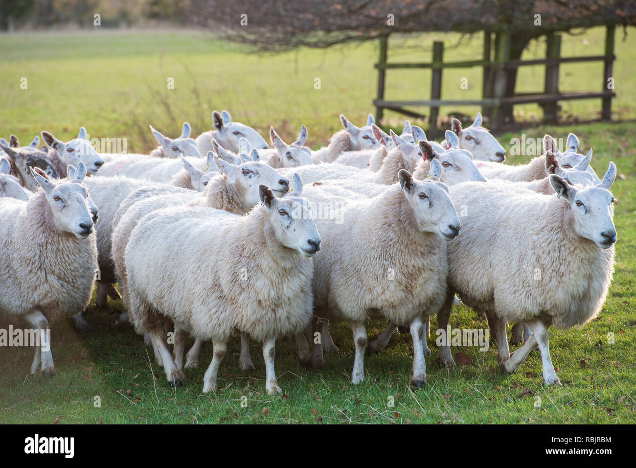 SPARC lancia il bestiame estesa campagna di preoccupante a cinque mesi di multi-agenzia campagna per evidenziare la realtà degli attacchi di bestiame e trauma da Foto Stock