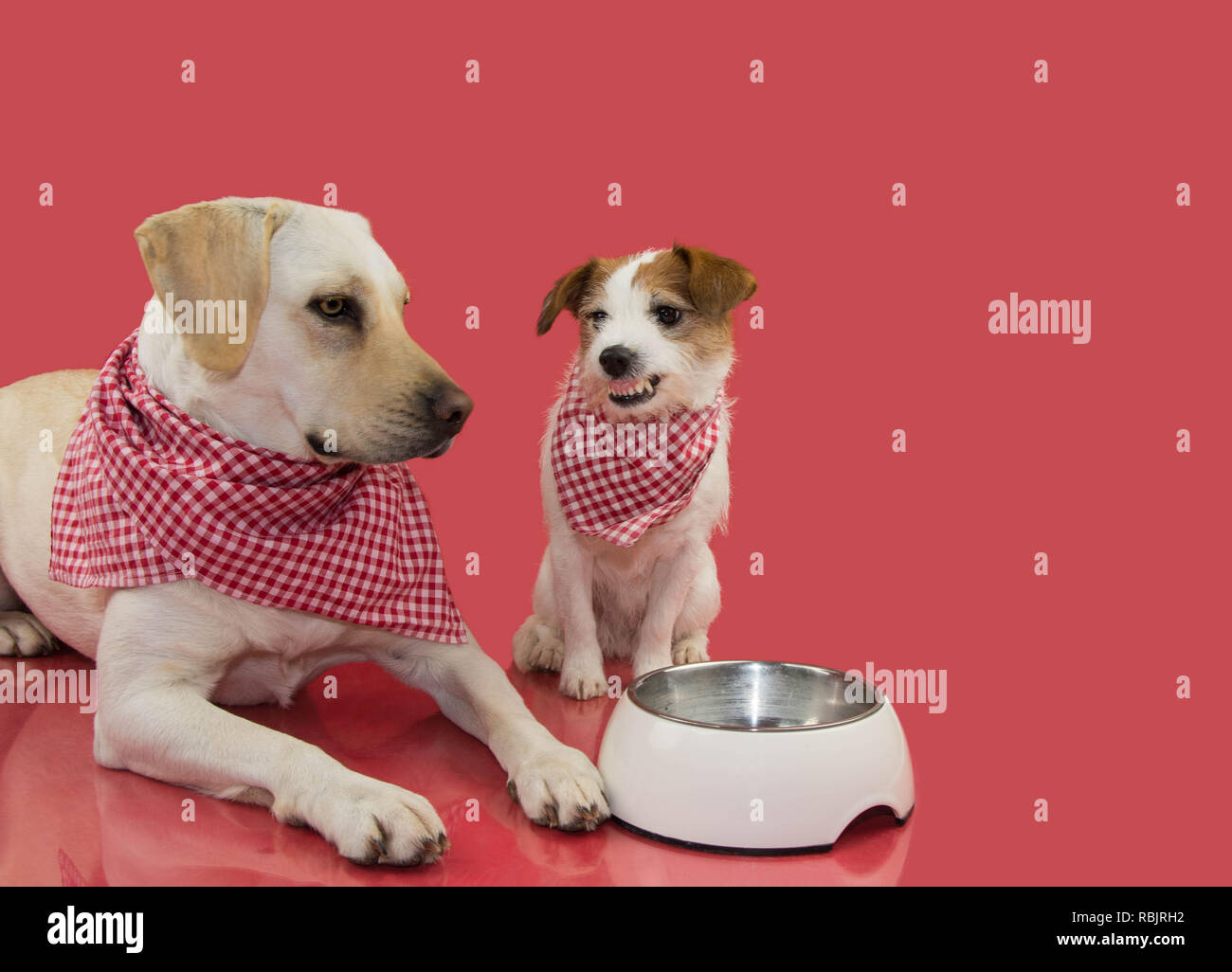 Due divertenti DOS in attesa di mangiare il cibo. JACK RUSSELL E LABRADOR con un recipiente vuoto e mostrando i suoi denti con una furiosa espressione. Isolato colpo contro Foto Stock