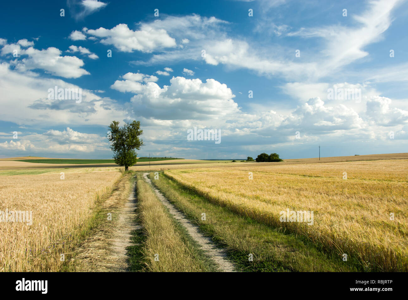 Albero e strada su campi, orizzonte e cielo blu Foto Stock