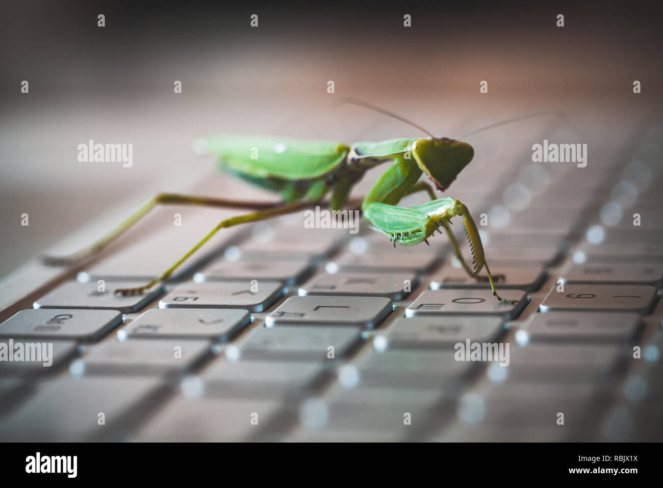 Green mantis premendo i tasti su una tastiera del laptop computer, bug o hacker metafora. Foto macro con il fuoco selettivo Foto Stock