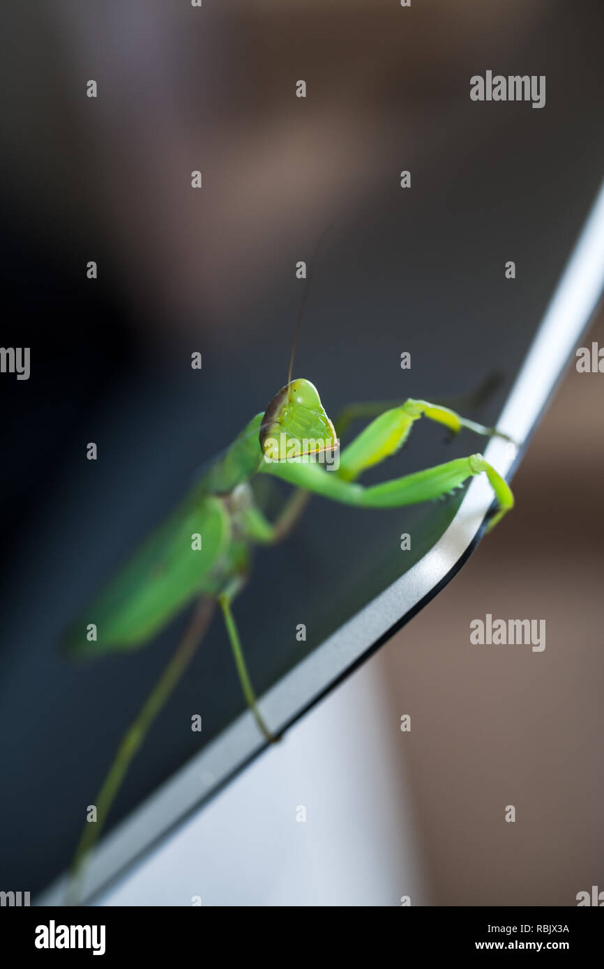 Mantis seduta sul laptop metallica schermata, foto macro con morbida messa a fuoco selettiva Foto Stock