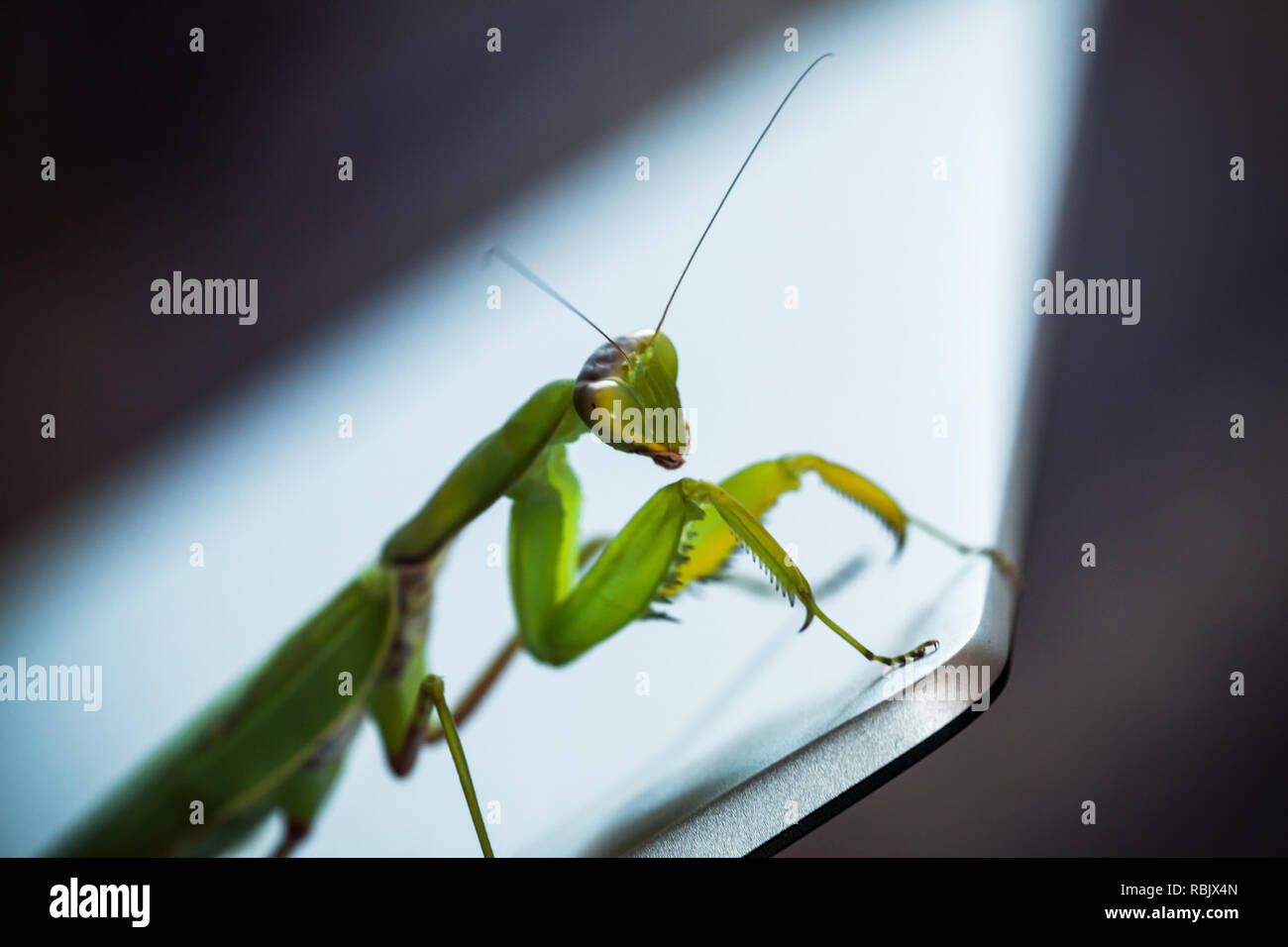 Green mantis seduto su un lucido metallico schermo portatile, foto macro con il fuoco selettivo Foto Stock