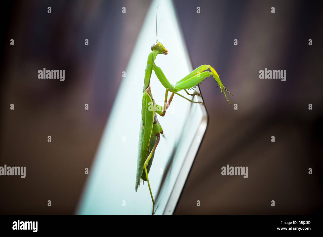 Mantis seduto su un lucido metallico schermo portatile, foto macro con il fuoco selettivo Foto Stock