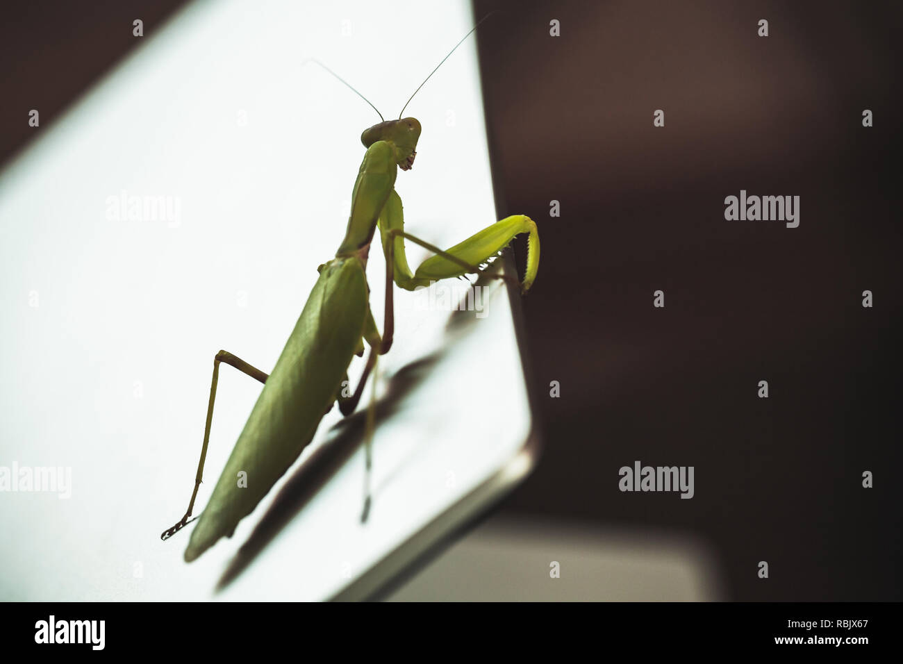 Green mantis è in metallo lucido schermo portatile, foto macro con il fuoco selettivo Foto Stock