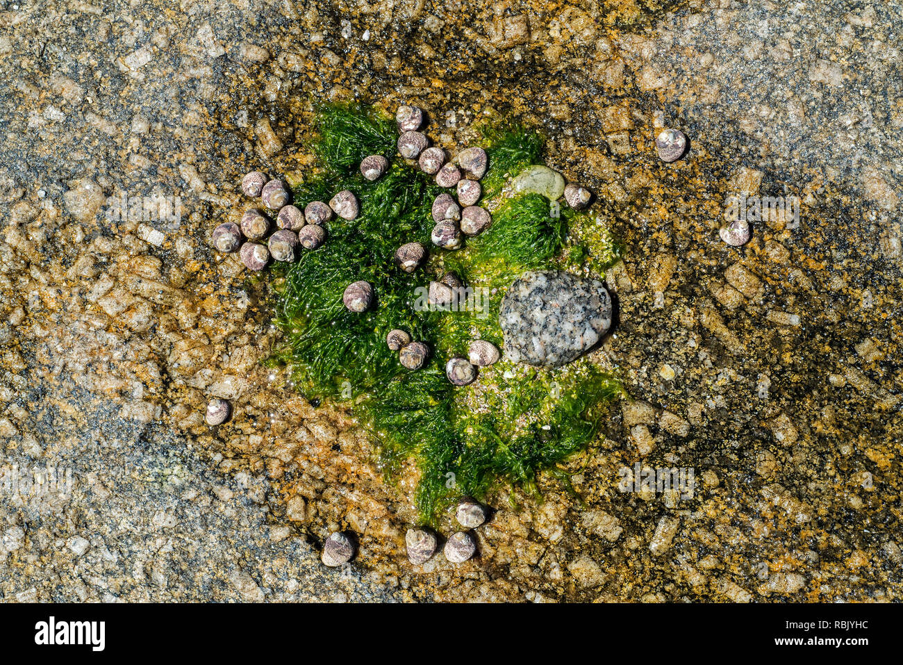 Rivestito di gusci superiore (Phorcus lineatus / Osilinus lineatus) e alghe marine in essiccato fino rock piscina sulla spiaggia rocciosa Foto Stock