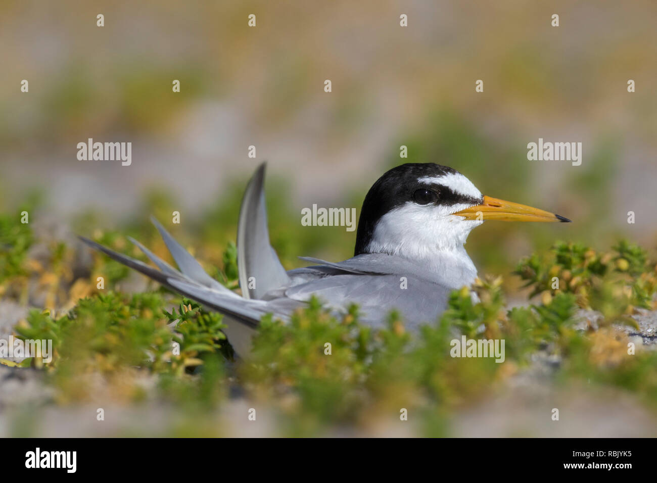 Fraticello (Sternula albifrons / Sterna albifrons) allevamento, incubazione di uova nel nido in saltmarsh in tarda primavera / estate Foto Stock