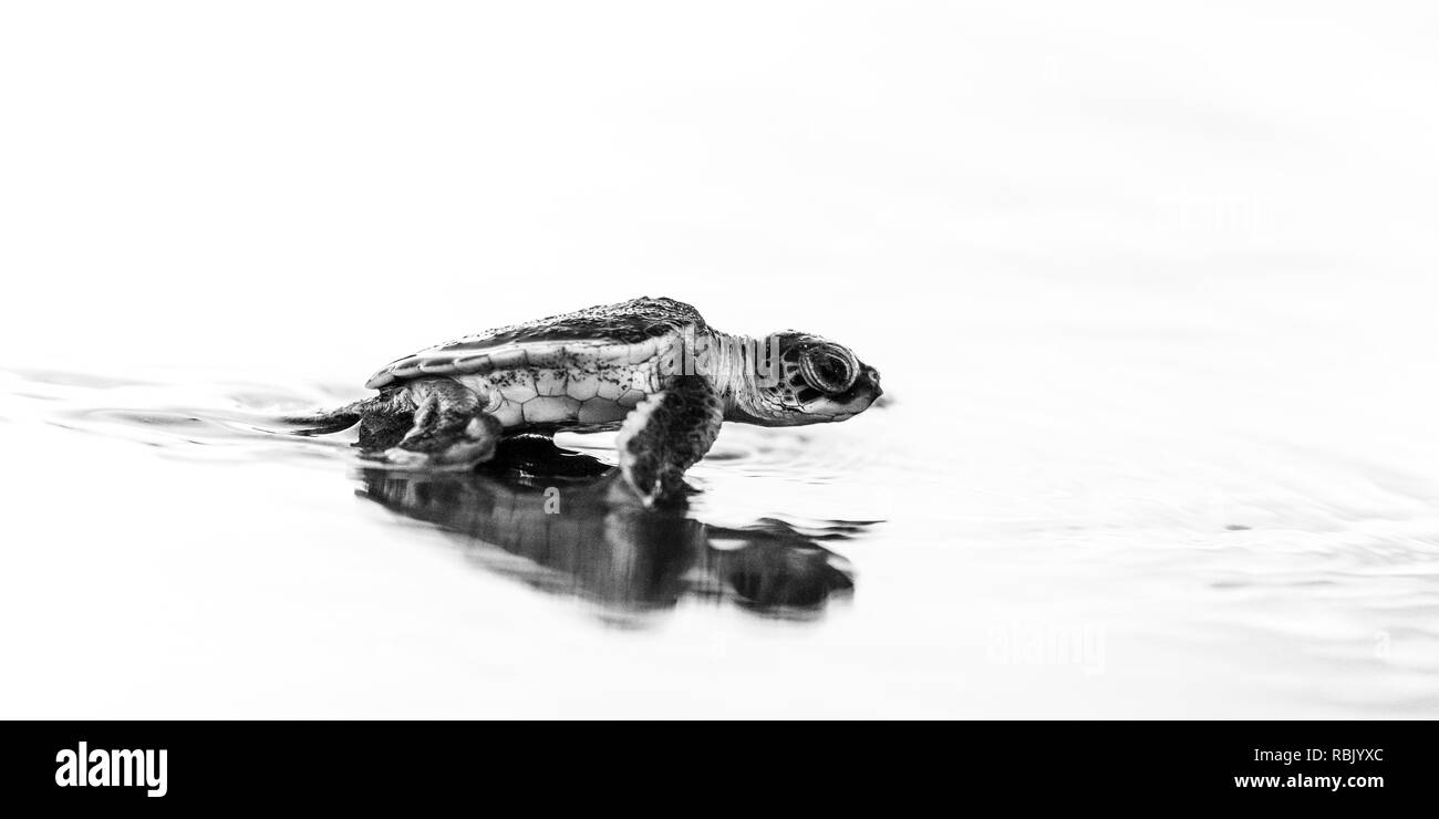 Green sea turtle hatchling rendendo la sua strada verso il Mar dei Caraibi dopo la schiusa delle uova nel Parco Nazionale di Tortuguero Foto Stock