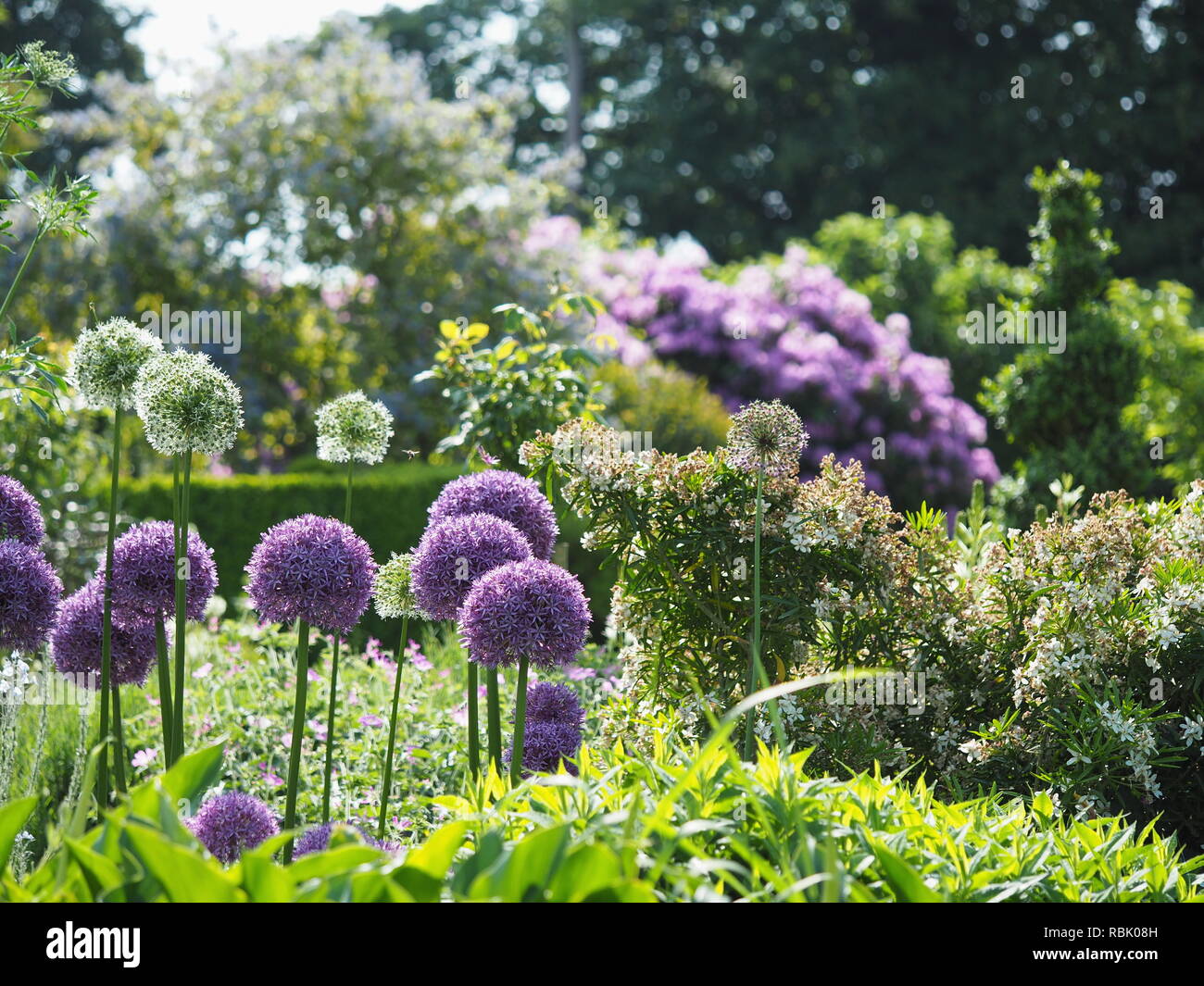 Alliums fioritura in un giardino nel sud dell'inghilterra Foto Stock