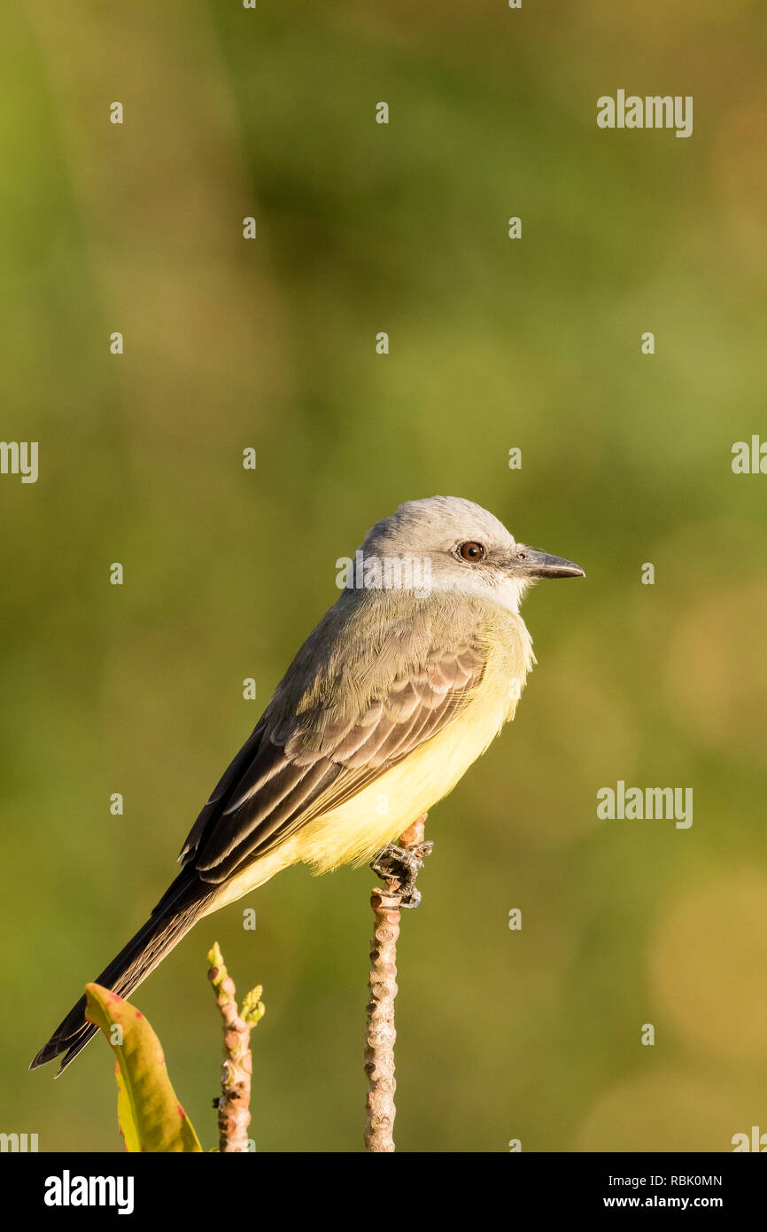 Rough-tyrannulet zampe in Costa Rica Foto Stock