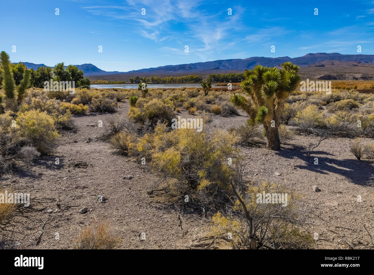 Joshua Tree, Yucca brevifolia, nel deserto di Mojave, Pahranagat National Wildlife Refuge lungo l'Autostrada 93 in Nevada, STATI UNITI D'AMERICA Foto Stock