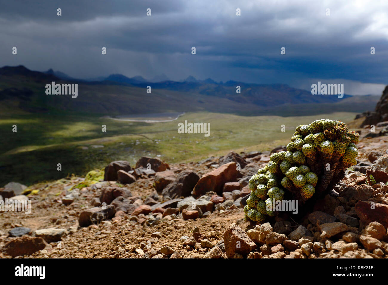 Impianto andina (mniodes sp.) che si trova nel suo ambiente naturale nelle altezze di Huancavelica. Foto Stock