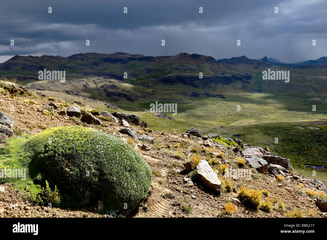 Impianto andina (planzago rigida) che si trova nel suo ambiente naturale nelle altezze di Huancavelica. Foto Stock