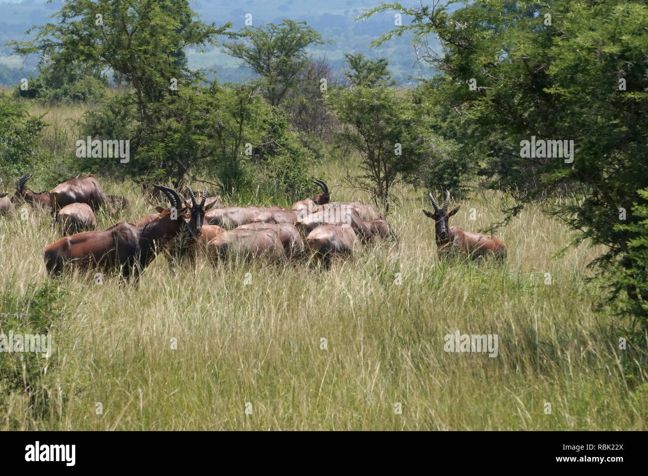 Queen Elizabeth National Park, Uganda Foto Stock