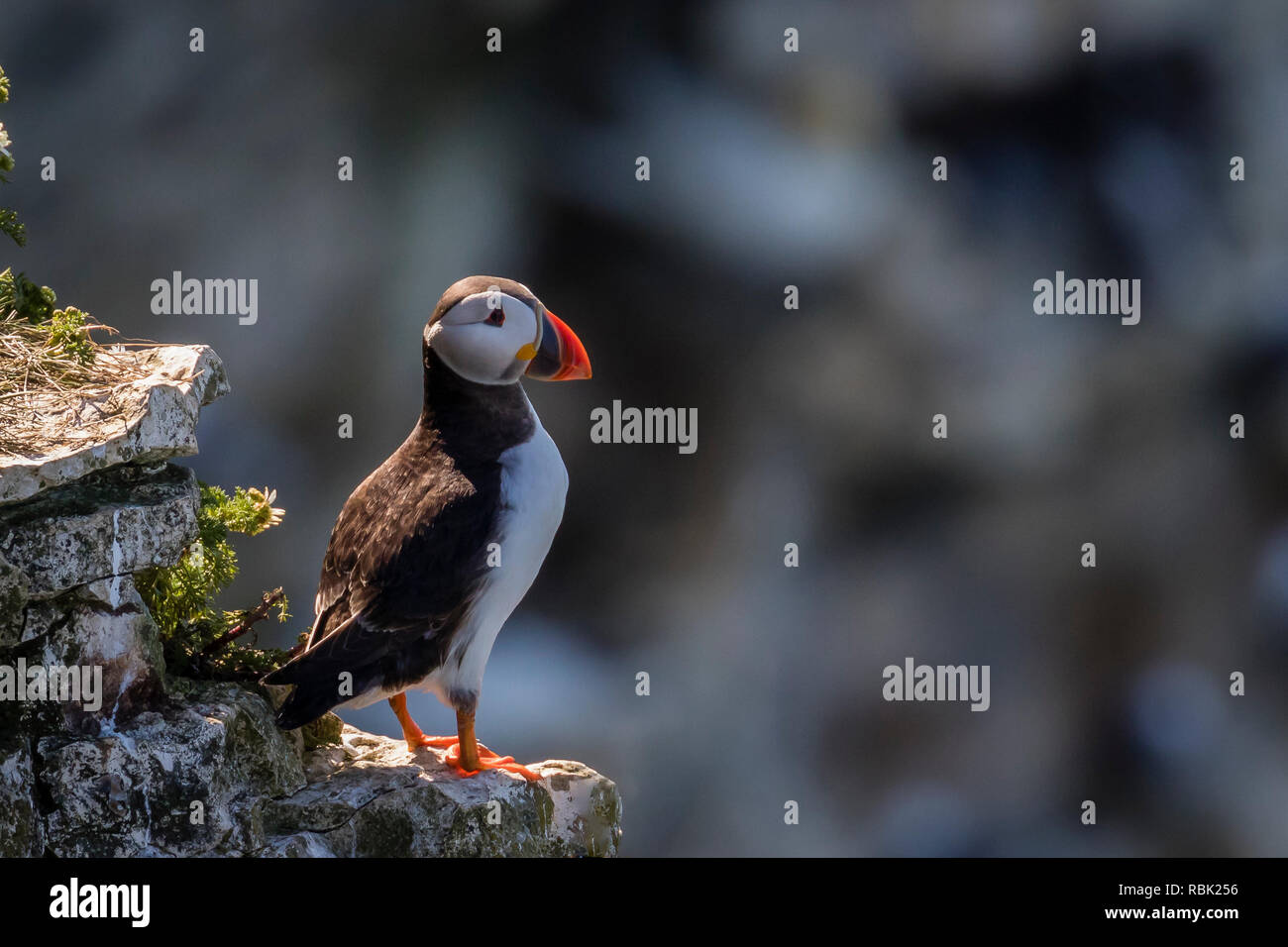 Bempton Cliffs 12/6/2018 Foto Stock