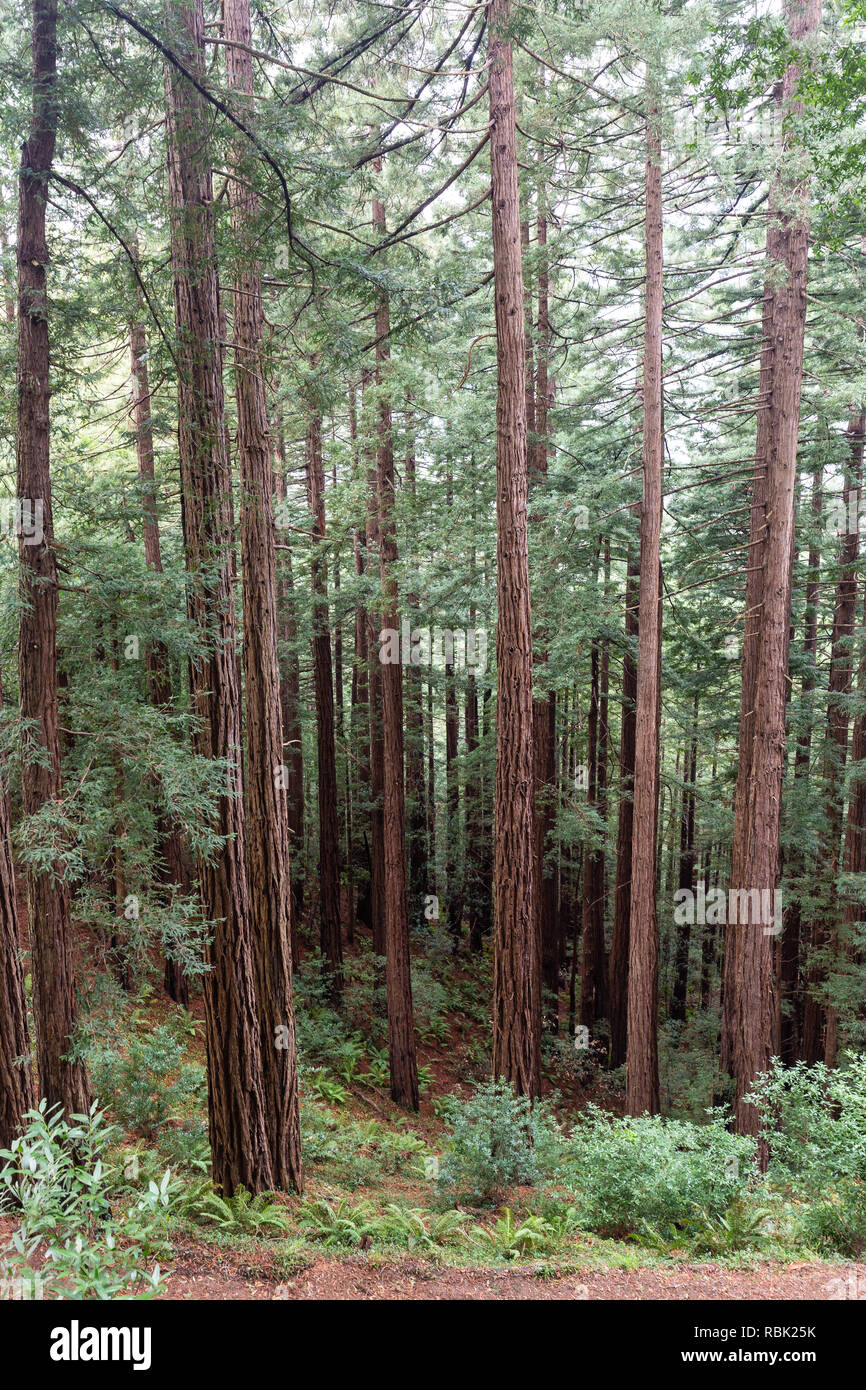 Giovani coast redwood trees (Sequoia sempervirens) crescono alte lungo il sentiero di Redwood in Muir Woods National Monument. Foto Stock