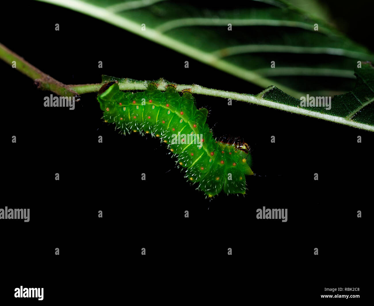 Luna Moth Caterpillar Foto Stock