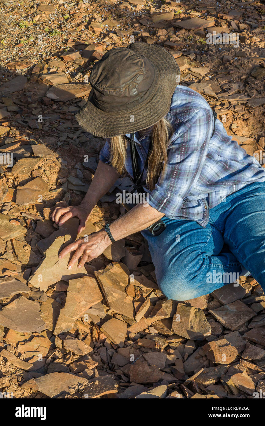 Karen Rentz in cerca di fossili trilobata nel gruppo Olenellidae presso la quercia molle vertice fossili trilobata zona di raccolta, su BLM terra lungo Highw Foto Stock