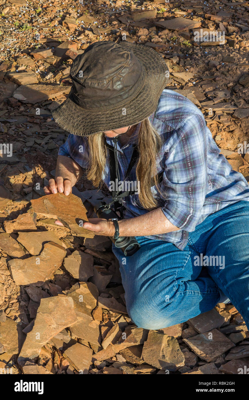 Karen Rentz in cerca di fossili trilobata nel gruppo Olenellidae presso la quercia molle vertice fossili trilobata zona di raccolta, su BLM terra lungo Highw Foto Stock