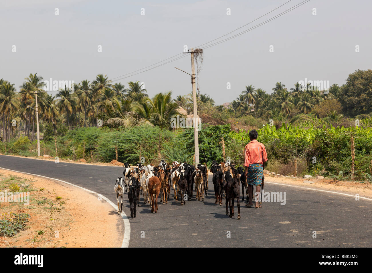 Bovini herder, Hampi, Karnataka, India Foto Stock