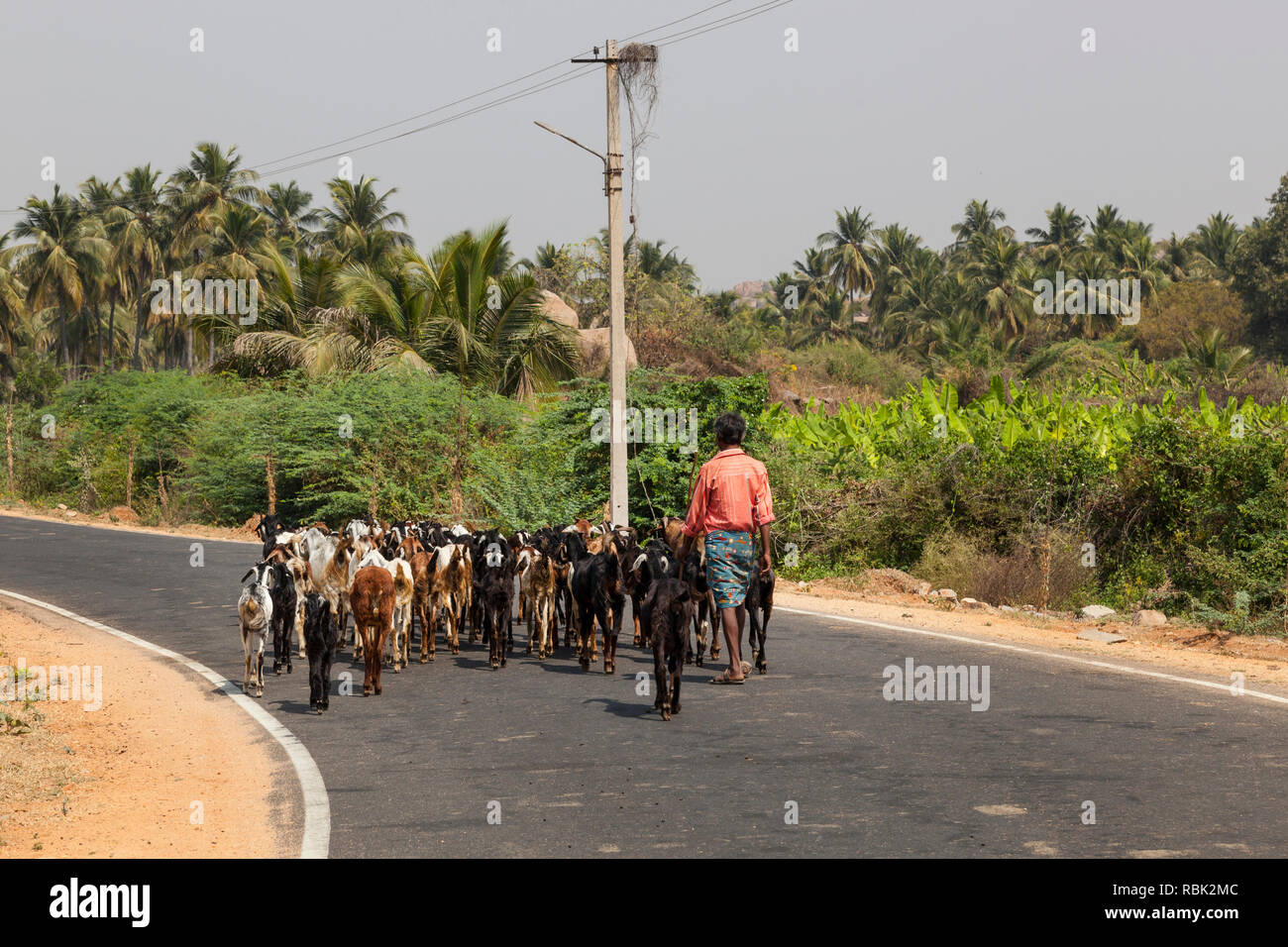 Bovini herder, Hampi, Karnataka, India Foto Stock