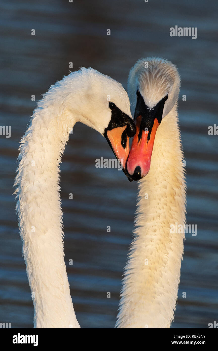 Cigno il comportamento di corteggiamento Foto Stock