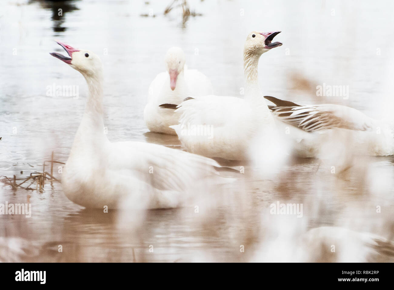 Le oche delle nevi su un nebbioso giorno di inizio aprile Foto Stock