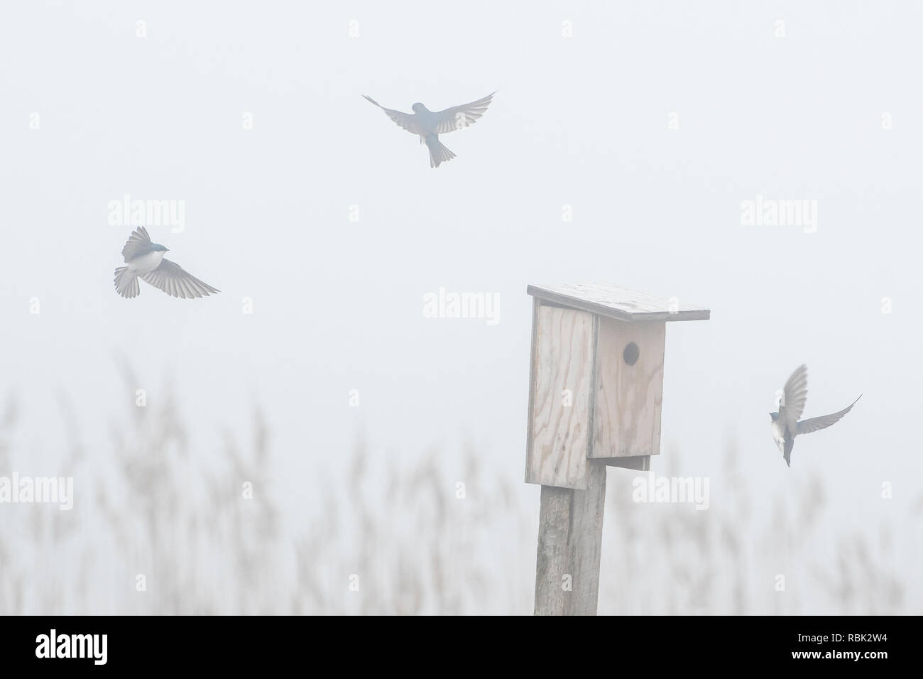 Tre rondini vicino a volare sulla scatola di nido a fine aprile nebbia di mattina Foto Stock