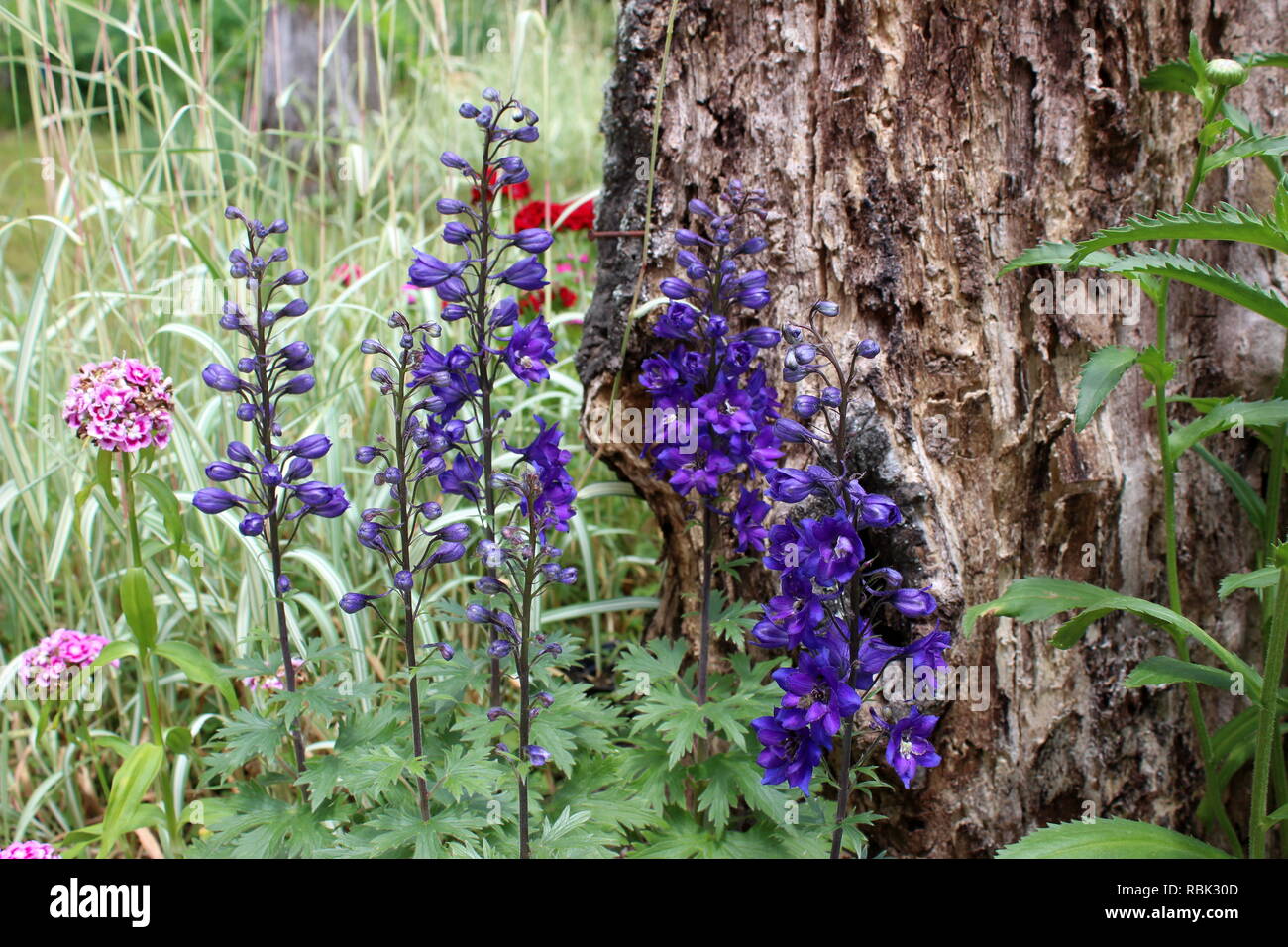 Deep Purple Delphinium Blooming accanto a un vecchio ceppo Foto Stock