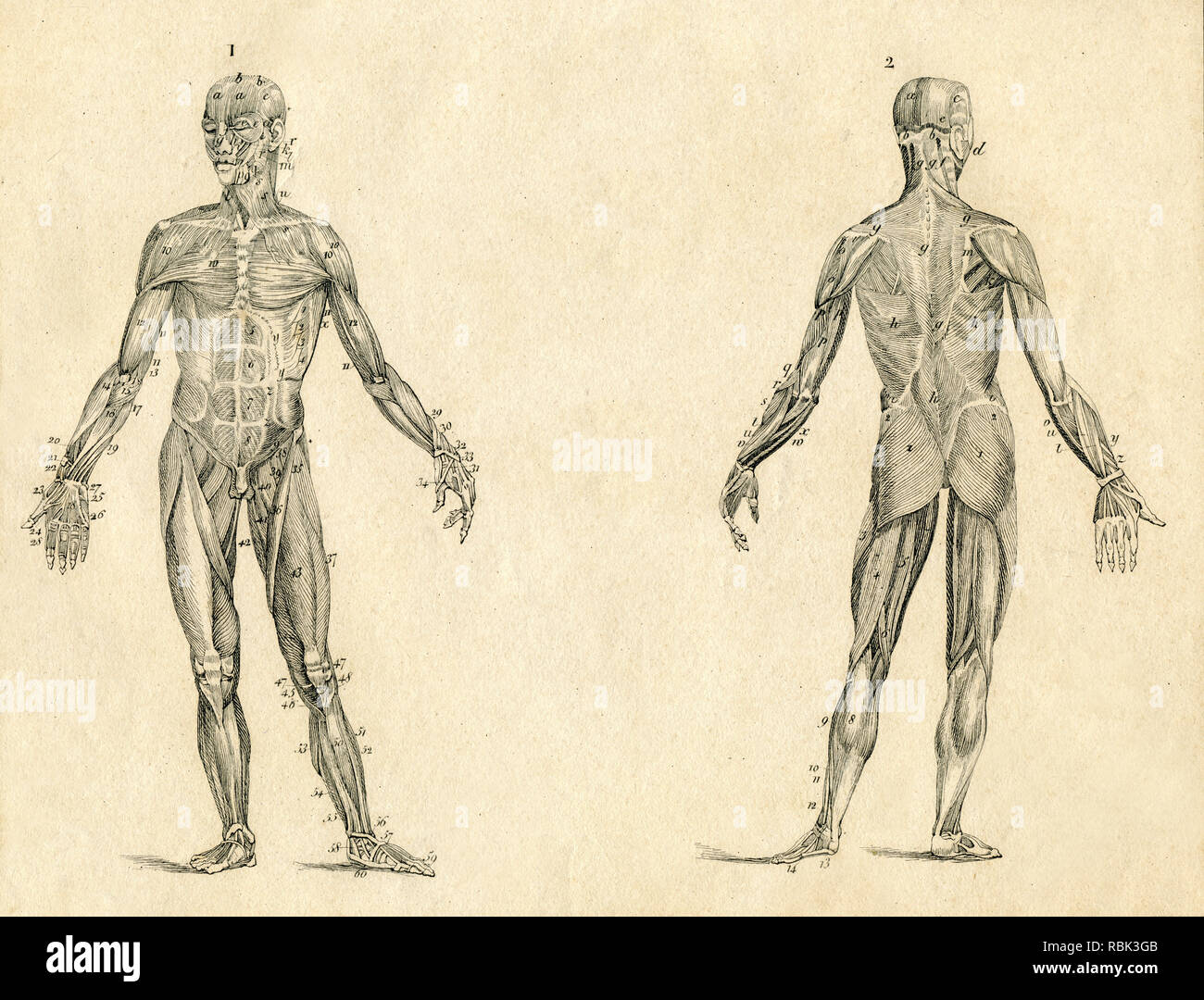 Muscolo umano anatomia disegno vintage illustrazioni incise Foto Stock