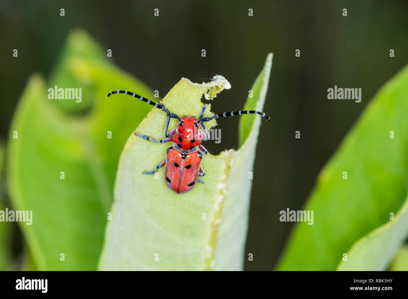 Balsam Lake, nel Wisconsin. Rosso-femured Milkweed Borer { Tetraopes femoratus } alimentazione su un impianto milkweed. Foto Stock