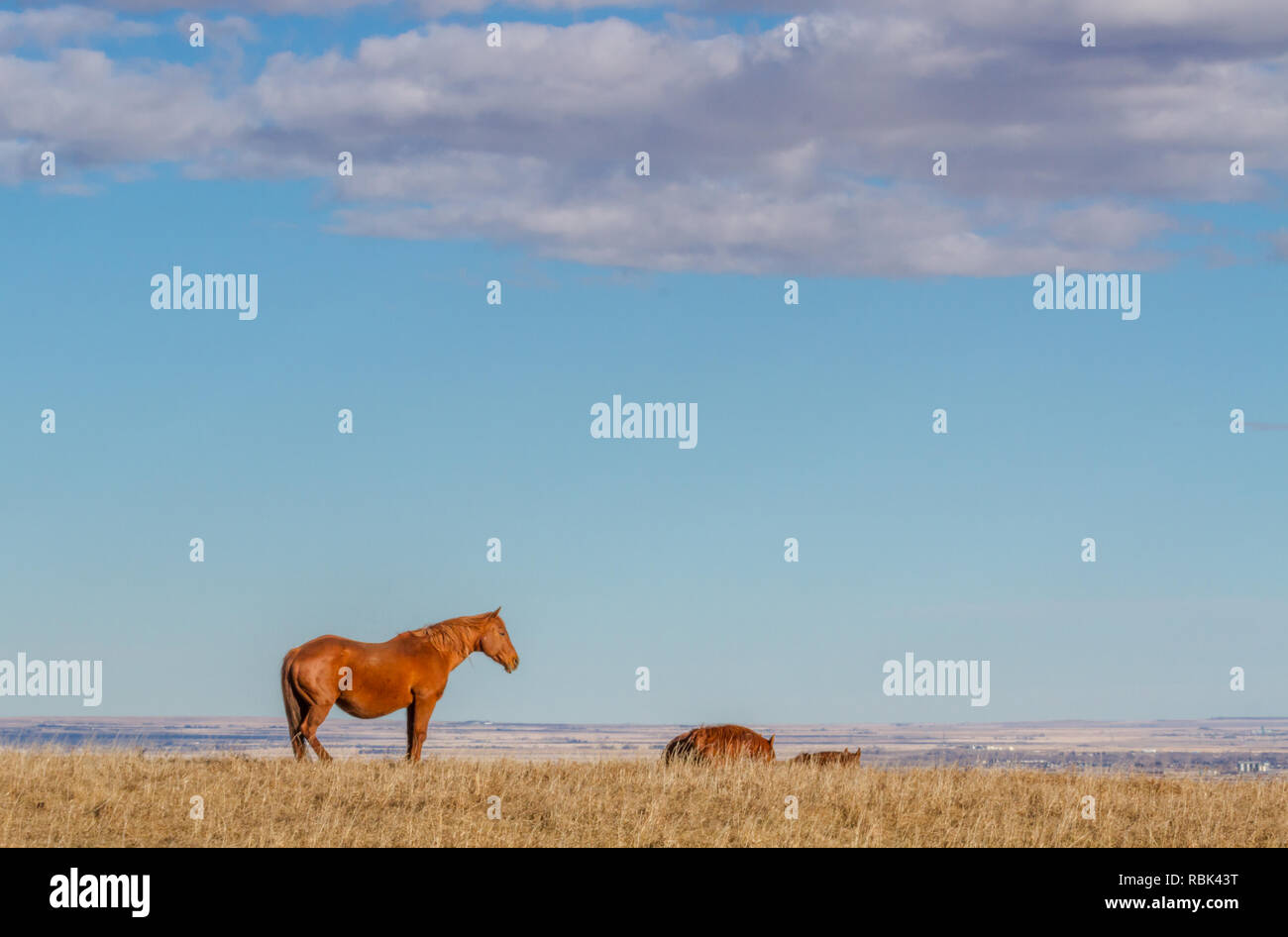 Vista laterale del cavallo marrone, con altri cavalli parzialmente visibile, con grande distesa di cielo blu e nuvole, Alberta, Canada. Un sacco di spazio per il testo. Foto Stock