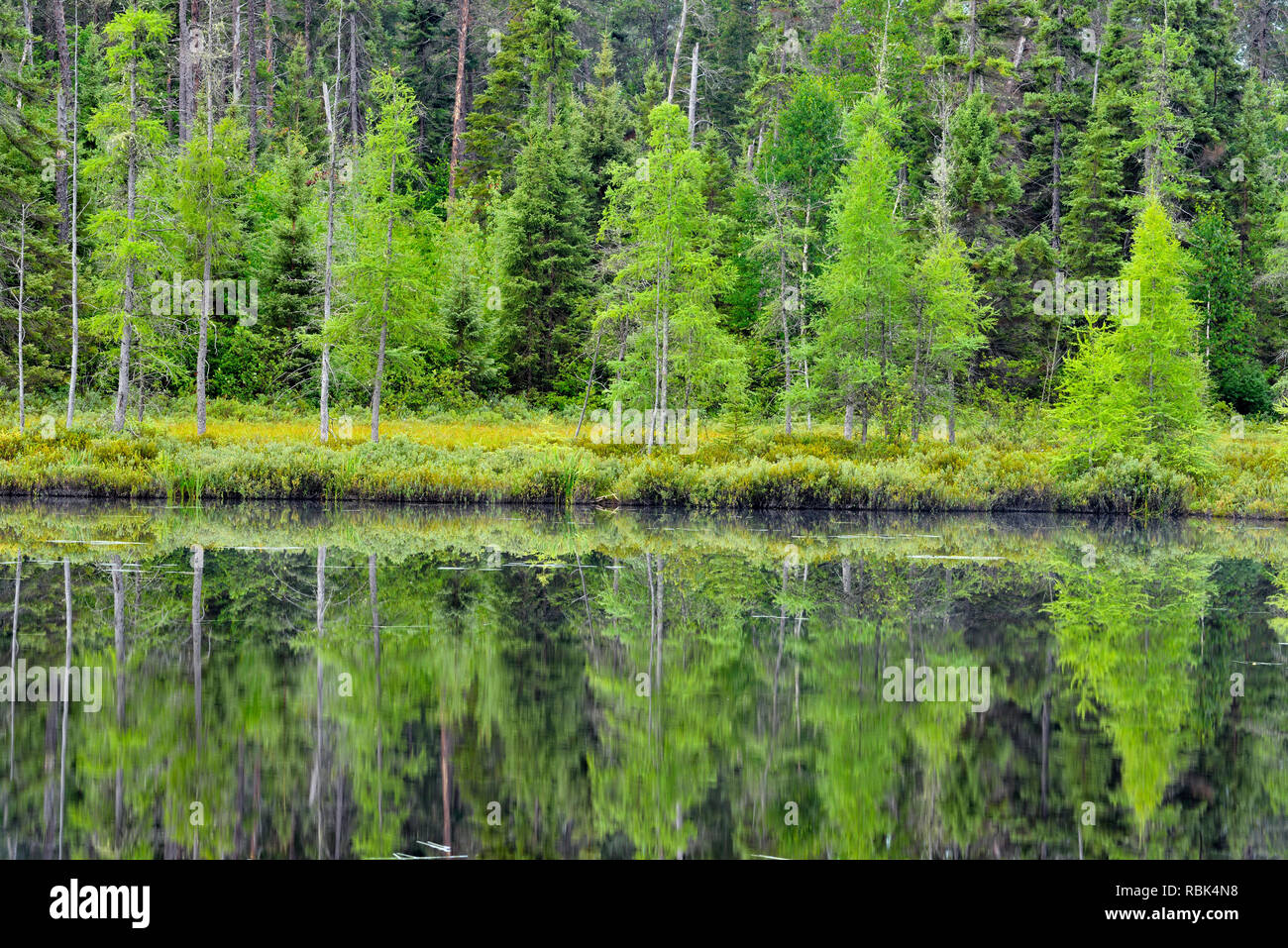 La foresta boreale riflessioni nel lago di Antrim, a metà strada Lake Provincial Park, Ontario, Canada Foto Stock