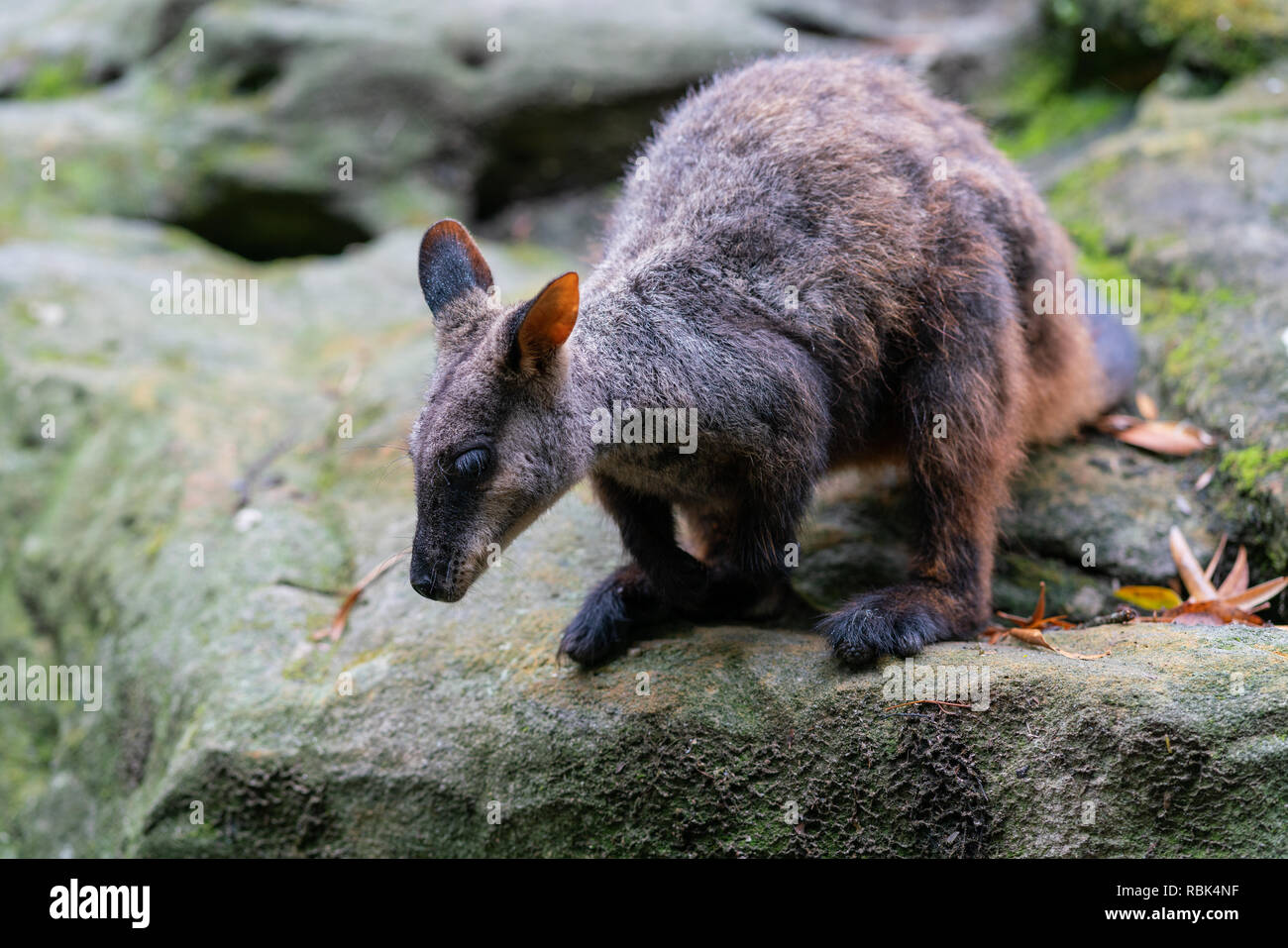Spazzola tailed rock wallaby o piccolo-eared rock wallaby Petrogale penicillata pronti a saltare da una roccia nel NSW Australia Foto Stock