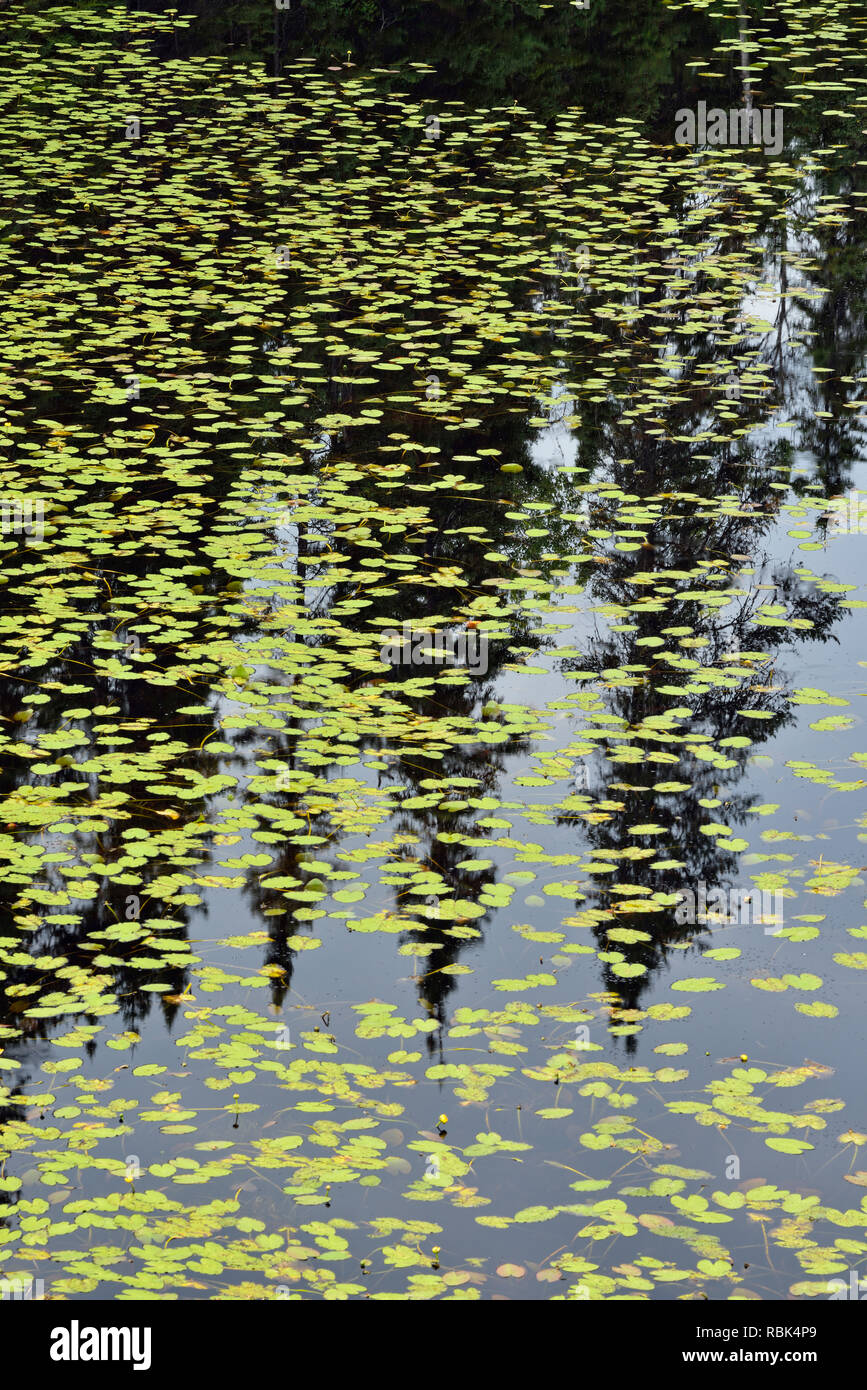 Riflessioni di conifere in un stagno boreale con giallo ninfee. A metà strada Lake Provincial Park, Ontario, Canada Foto Stock