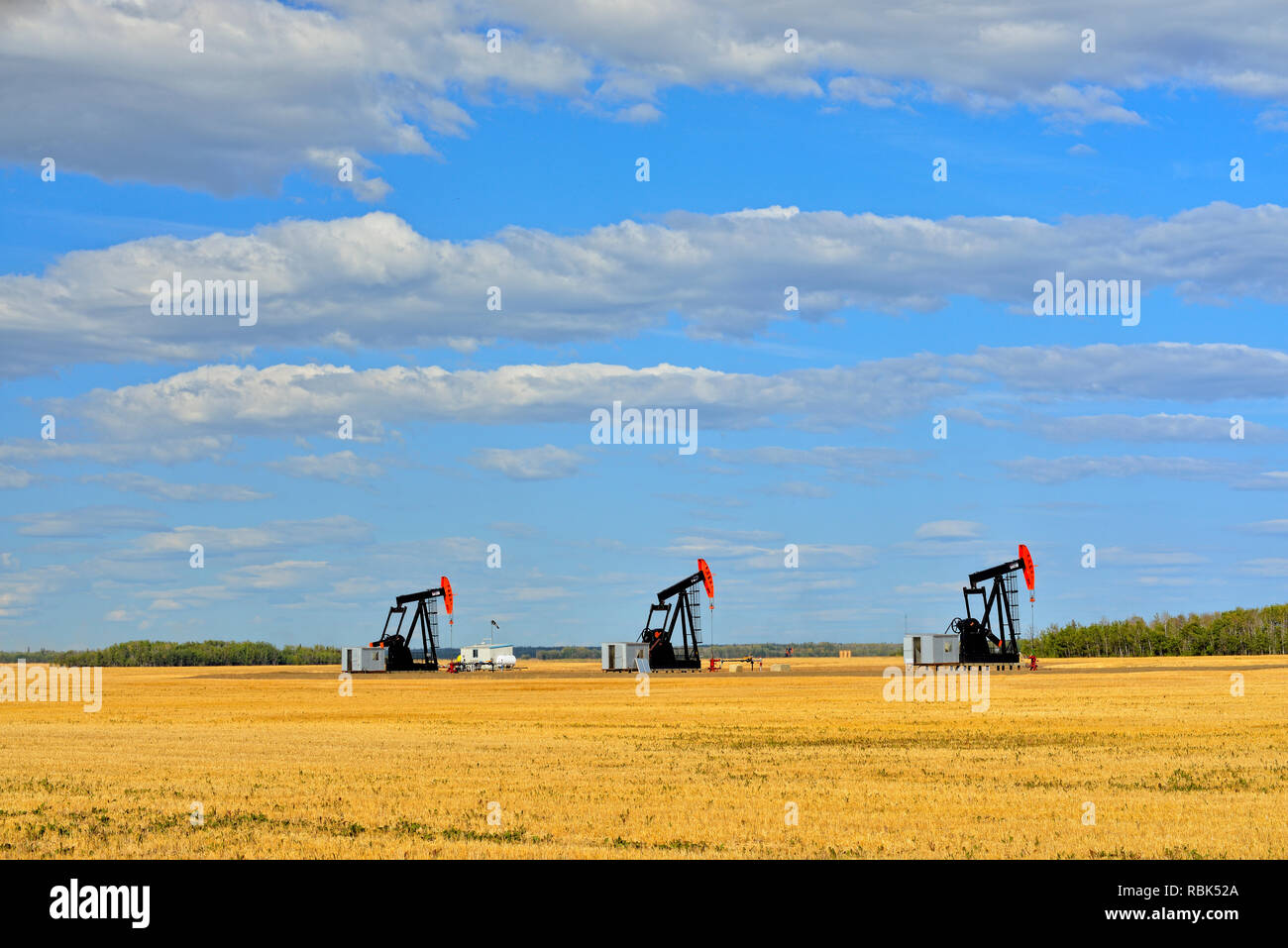 Martinetti di pompa in un campo di grano, alta Prairie, Alberta, Canada Foto Stock
