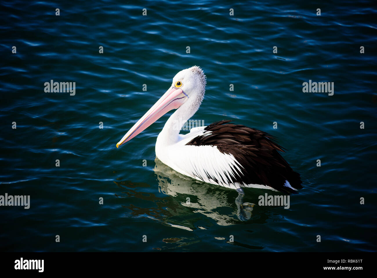 Wild Australian pelican, Pelecanus conspicillatus, nuoto a Port Fairy, Victoria Australia Foto Stock