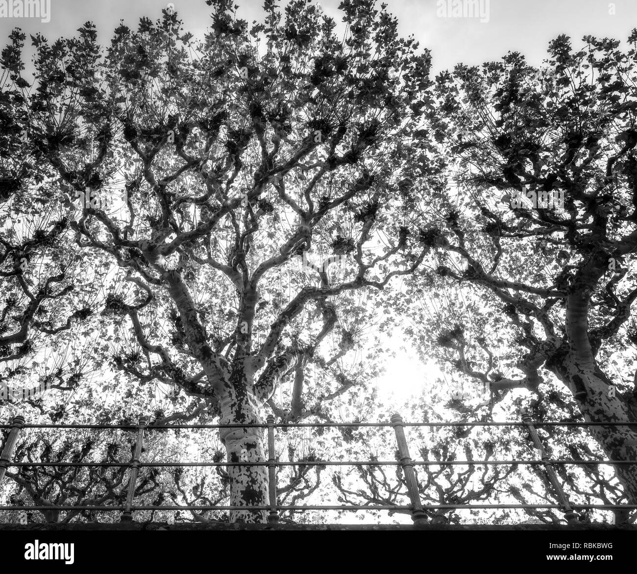 Splendidi alberi cadono a Francoforte in Germania. Foto Stock