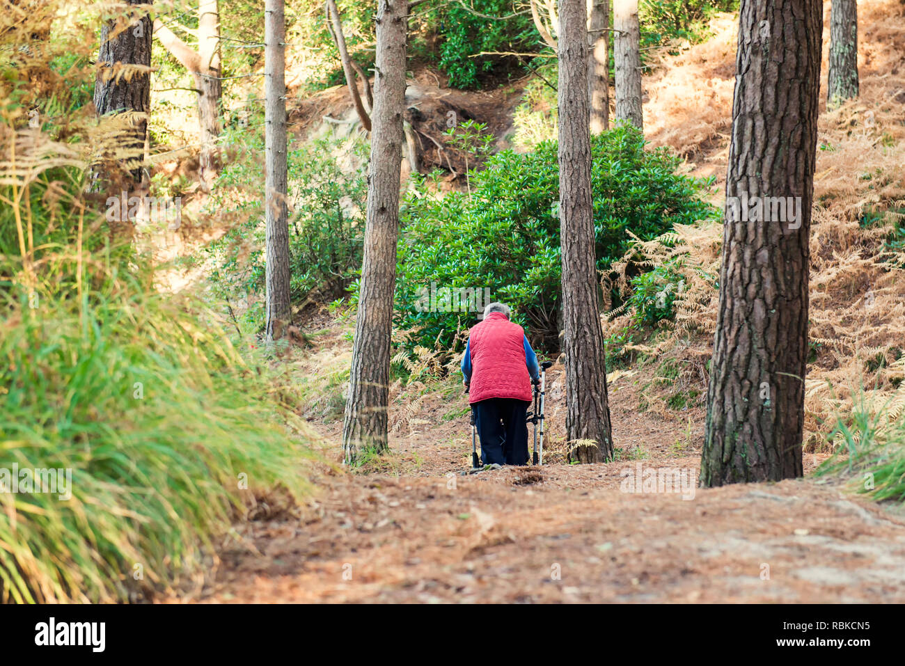 Vista posteriore disabilitato da solo le donne più anziane persona con walker durante il suo cammino nella foresta, parco. Messa a fuoco selettiva, spazio di copia Foto Stock