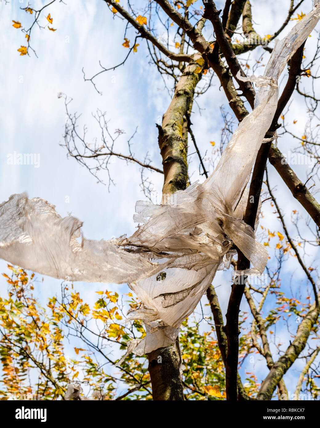 Provocando in plastica inquinamento ambientale. La plastica di scarto bloccato in una struttura ad albero e al vento, Nottingham, Inghilterra, Regno Unito Foto Stock