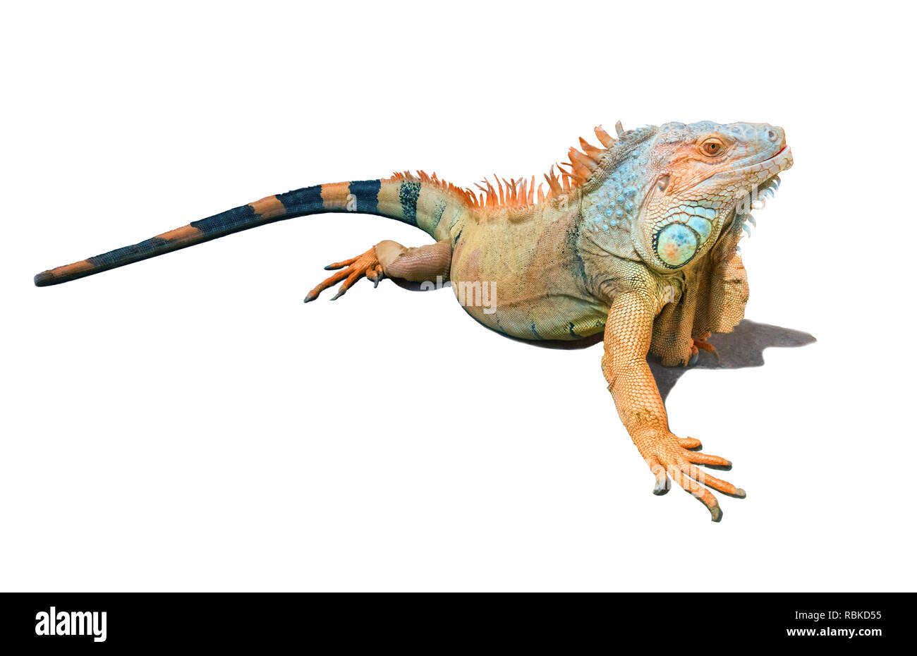 Colorato marrone e blu iguana maschio isolato con la sua ombra su sfondo bianco. Stupendo animale ha cresta di spine in esecuzione dalla base del NEC Foto Stock