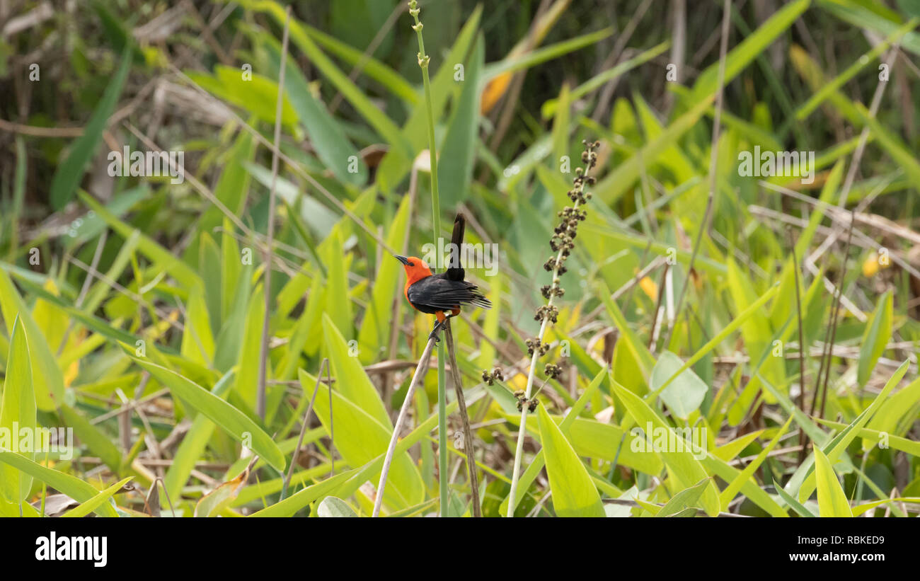 Scarlet-guidato blackbird Foto Stock