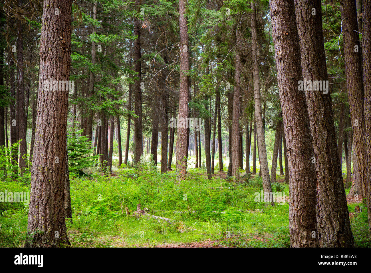 Scenario paesaggistico di tronchi di alberi di abete in una foresta pluviale temperata nei pressi di Lillooet, British Columbia, Canada. Foto Stock