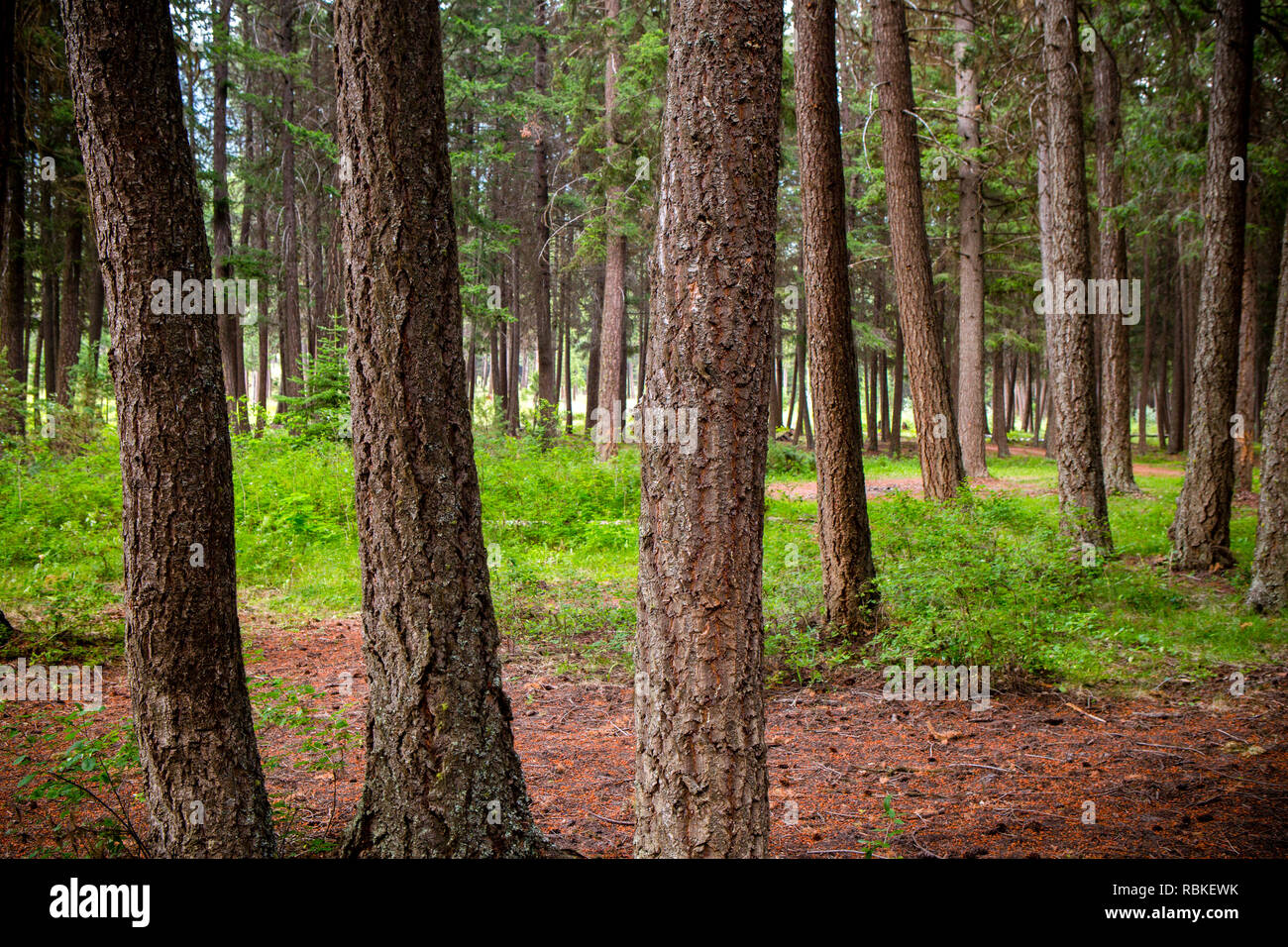 Scenario paesaggistico di tronchi di alberi di abete in una foresta pluviale temperata nei pressi di Lillooet, British Columbia, Canada. Foto Stock