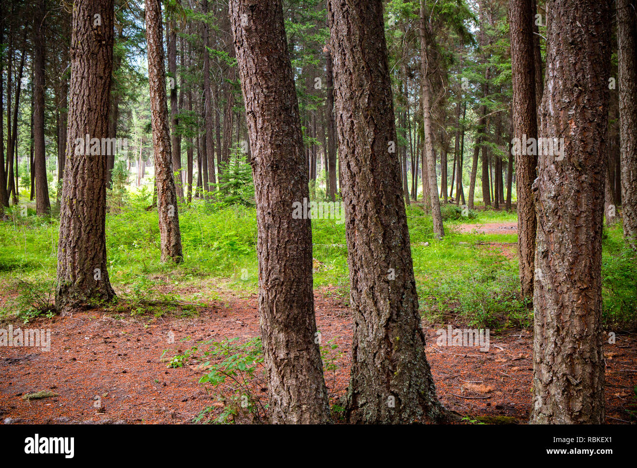 Scenario paesaggistico di tronchi di alberi di abete in una foresta pluviale temperata nei pressi di Lillooet, British Columbia, Canada. Foto Stock