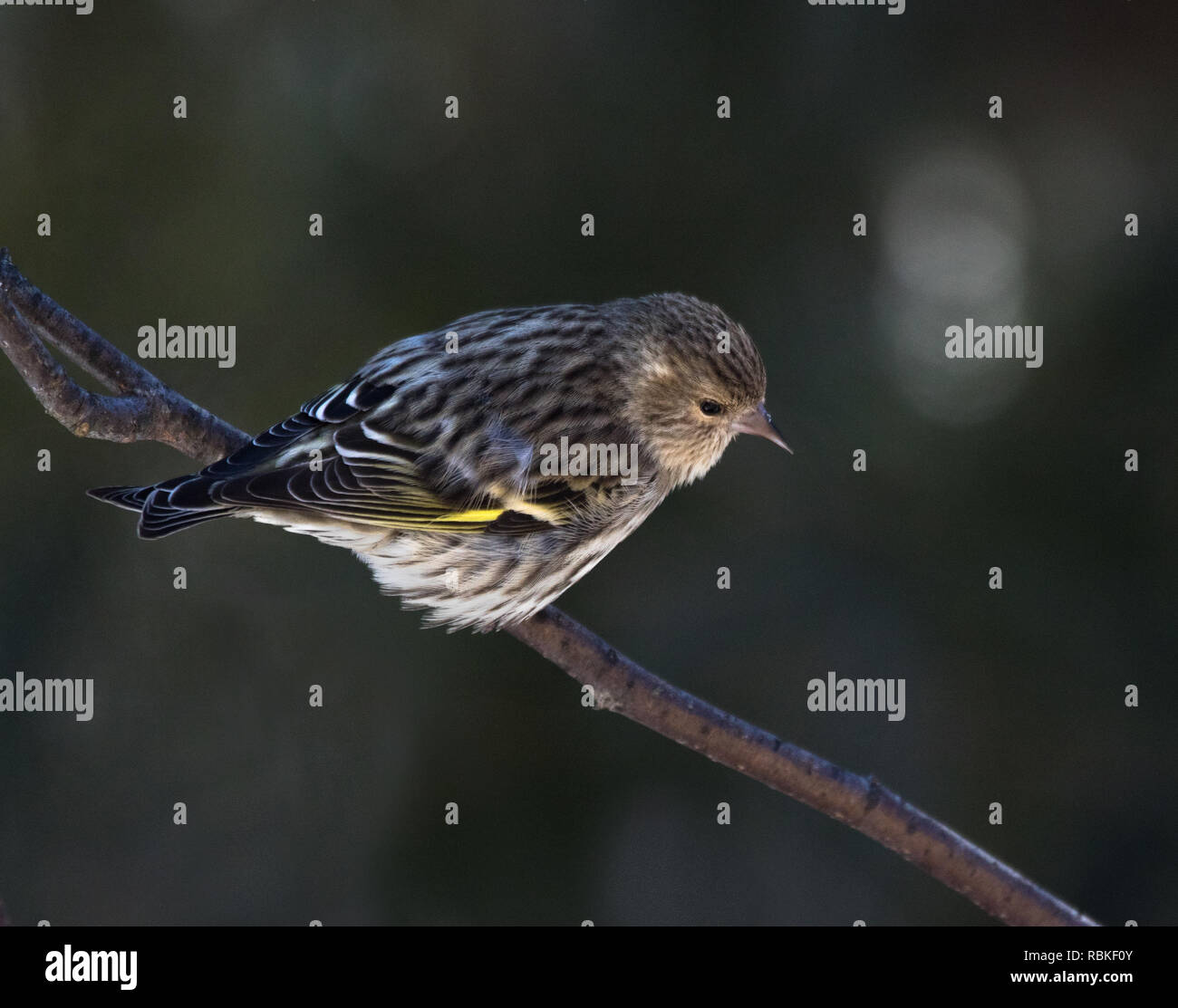 Pine Lucherino su un ramo in Algonquin Park Foto Stock