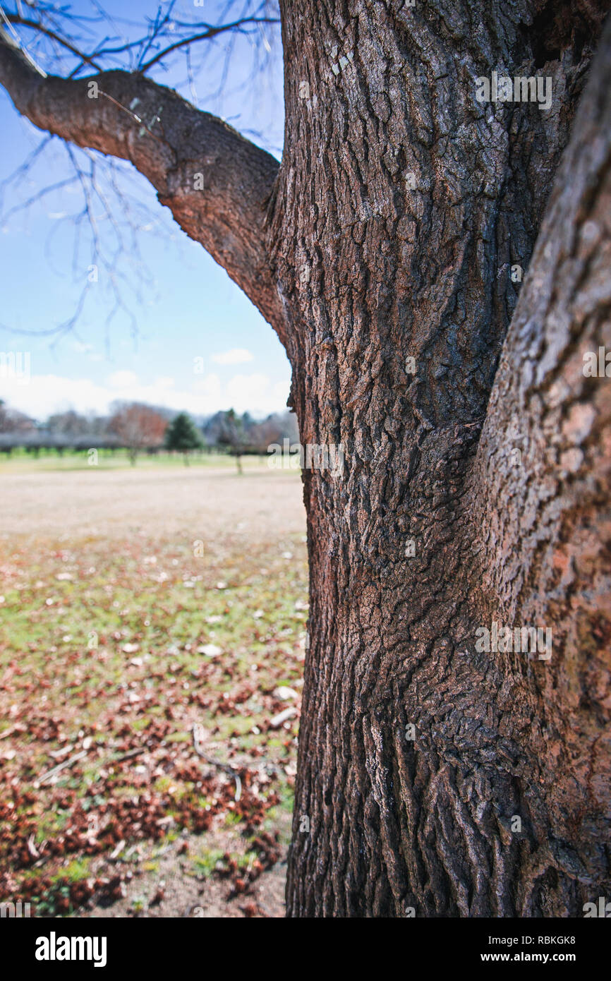 Chiusura del tronco anteriore del tranquillo parco di scena in autunno o in inverno, con caduta foglie che coprono il terreno. Foto Stock