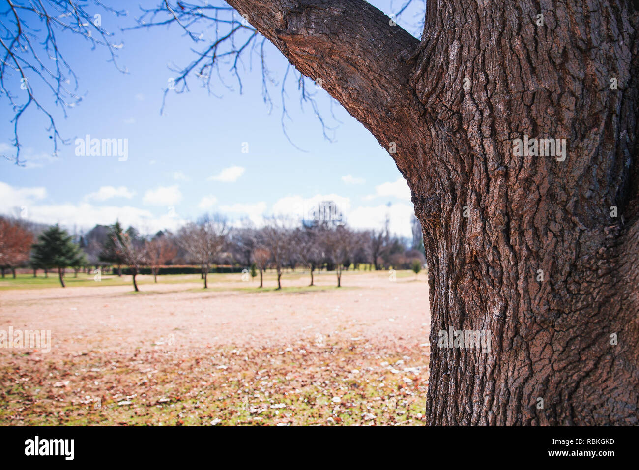 Chiusura del tronco anteriore del tranquillo parco di scena in autunno o in inverno, con caduta foglie che coprono il terreno. Foto Stock