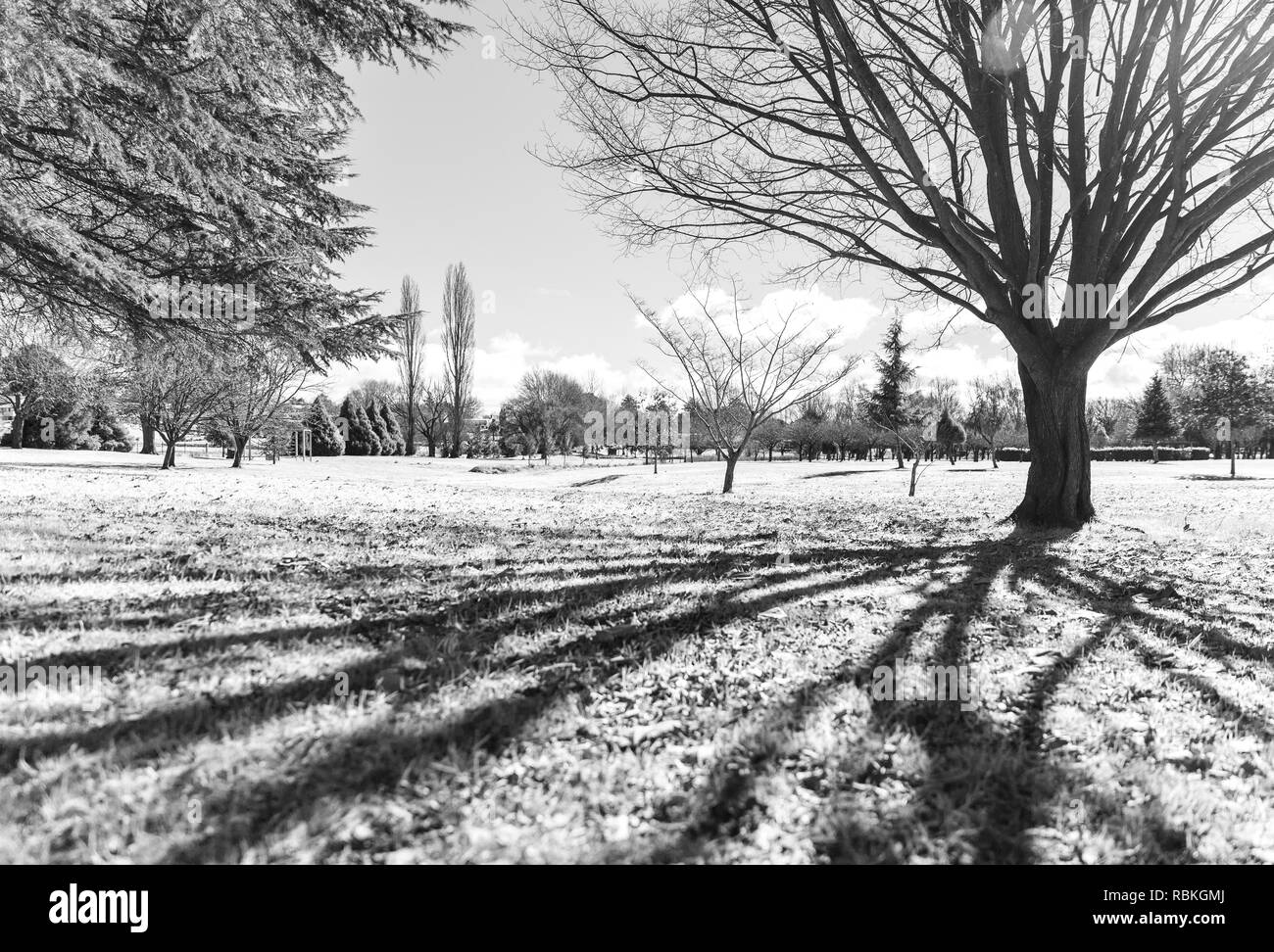 Bianco e nero park scena con esagerata di ombre in primo piano di un grande albero con foglie di n. Foto Stock