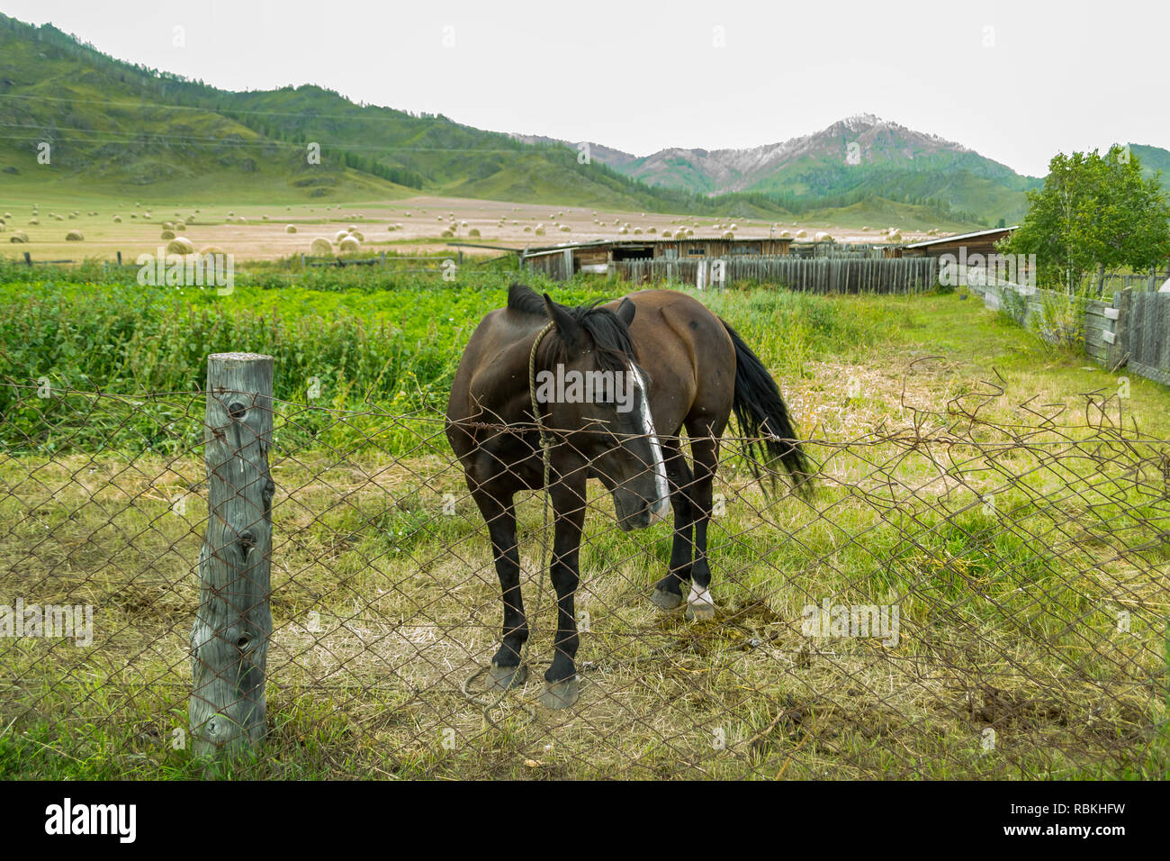 Agricoltura nelle montagne di Altai su un campo con un sacco di haystacks al tempo del raccolto con un nero lonely cavallo in una penna con una recinzione in ferro Foto Stock