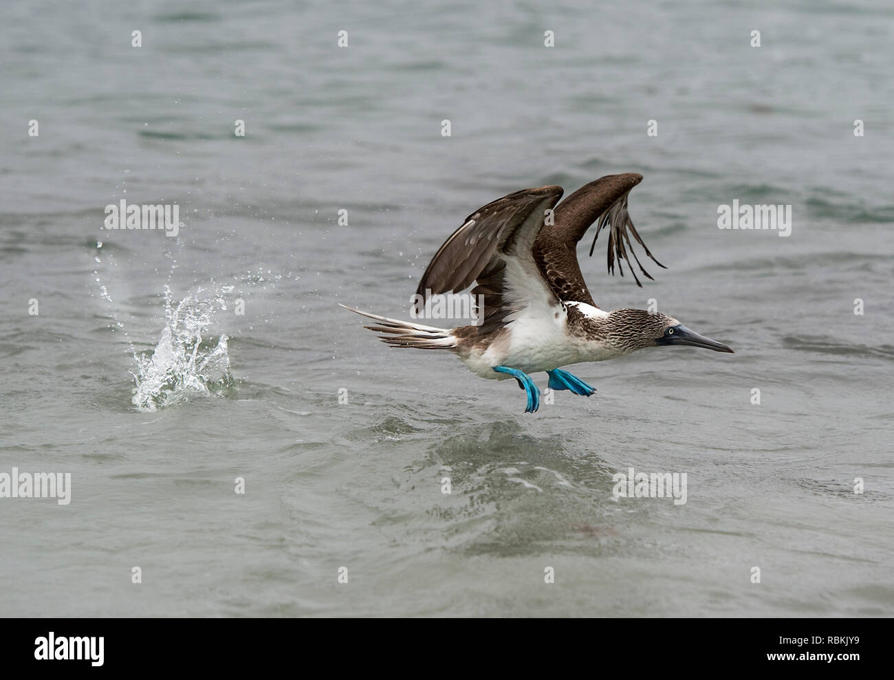 Blu-footed booby (Sula nebouxii) in volo di un uccello marino dell'sule (Sulidae) famiglia endemica di Galapagos, Isabela Island, Isole Galapagos, CE Foto Stock